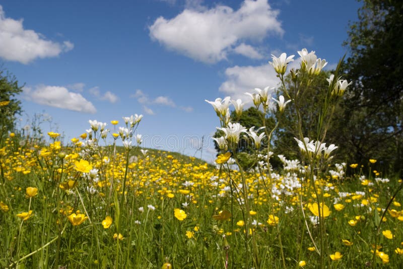 Meadow saxifrage