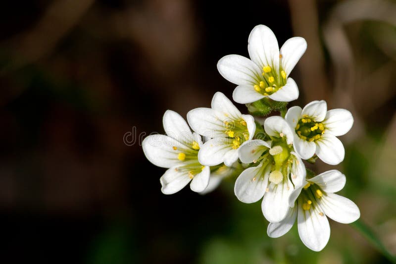 Meadow Saxifrage (Saxifraga granulata)