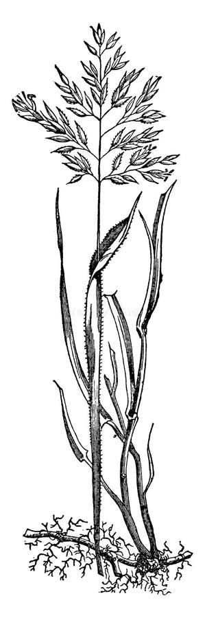 Meadow Soft Grass Vintage Illustration Editorial Image - Illustration of grass, vintage: 163246540