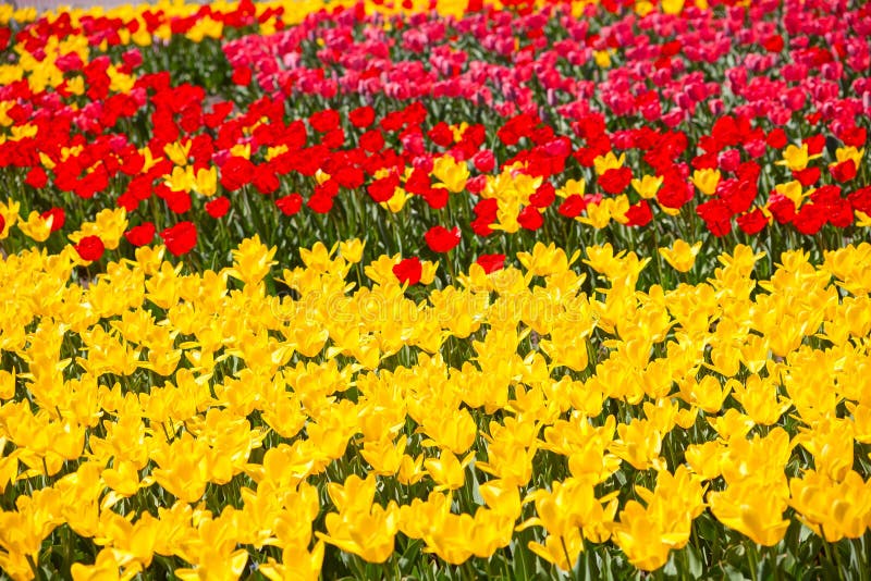 Tulip stock image. Image of blossom, meadow, bulbous - 115310615