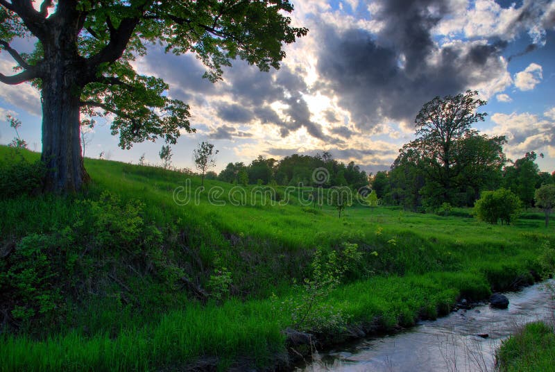 Meadow Stream and Tree