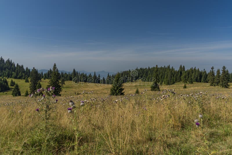 Meadow under Velky Choc hill in north Slovakia in summer