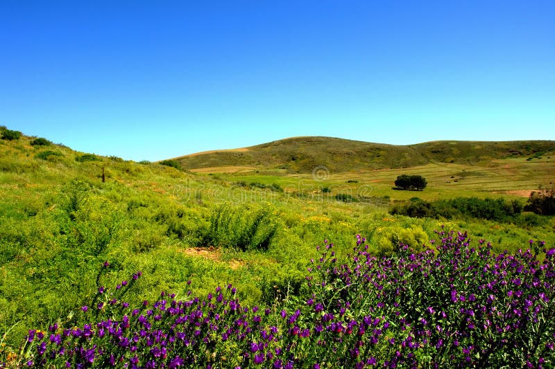 Meadow with violet flowers stock image