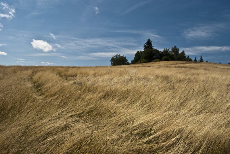 Meadow on Vrchrieka hill