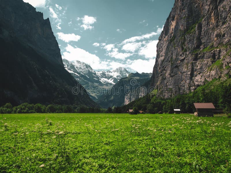 Flowers In Swiss Alps Stock Image Image Of Alps Foreground 102823509