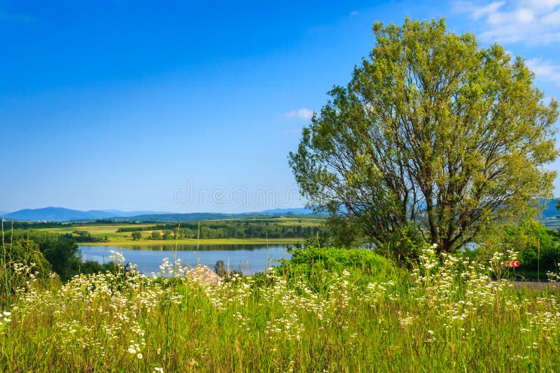 Meadow with wild flowers and a tree in front of the lake