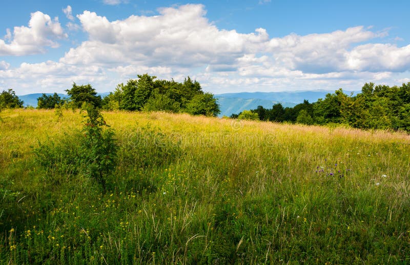 Meadow with wild herbs on top of a hill in summer stock photos Meadow with wild herbs on top of a hill in summer stock photos