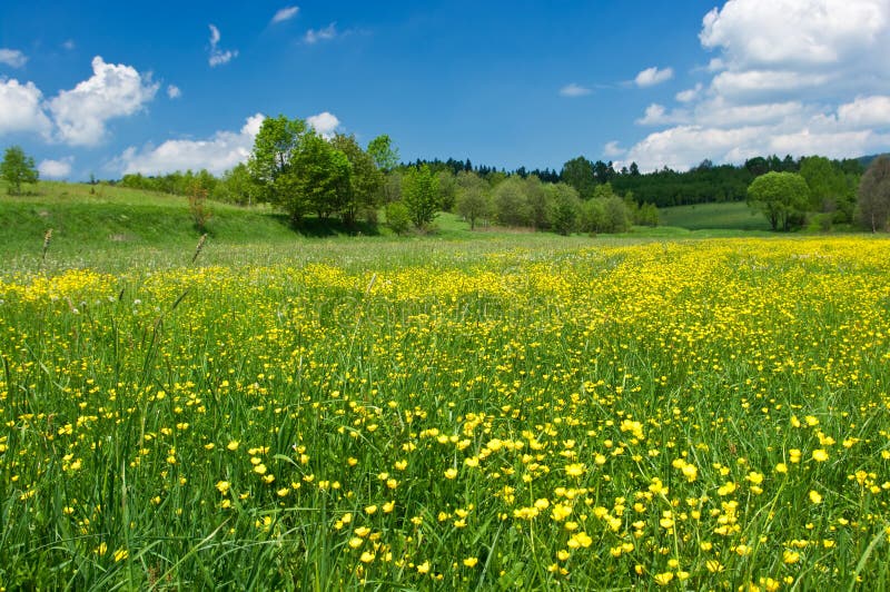 Flower Meadow Panoramic Stock Photo Image Of Outdoor 15062018