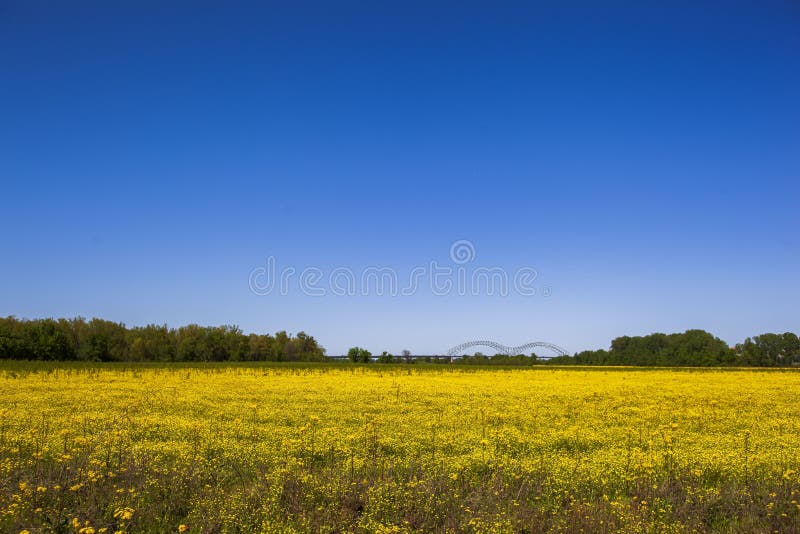 meadow of yellow flowers