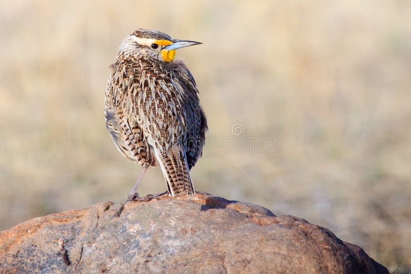 Meadowlark na skale zdjęcia royalty free Meadowlark na skale zdjęcia royalty free