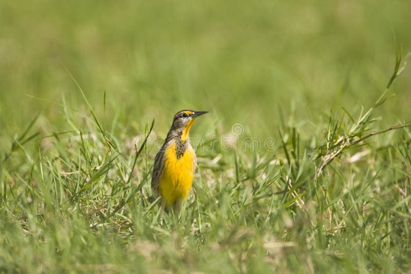 Meadowlark Que Canta En Un Campo Imagen. Imagen 6575940