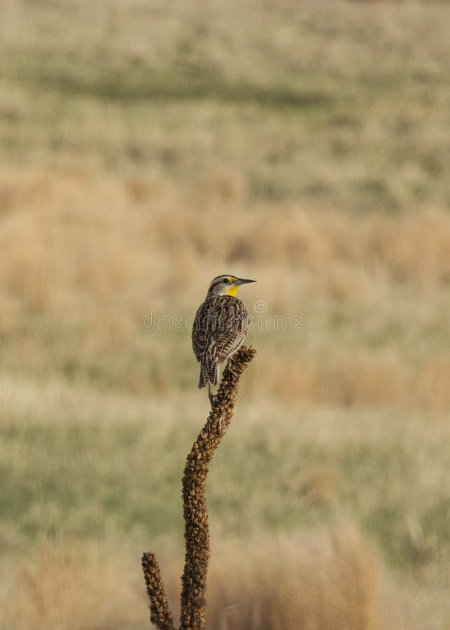 Meadowlark Song stock photo. Image of song, avian, bird 94142910
