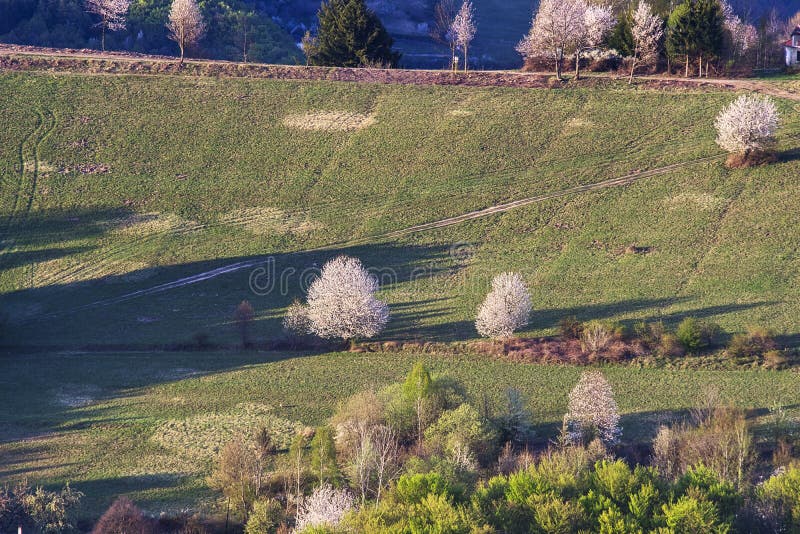 Lúky s rozkvitnutými stromami v Ostrozkých vrchoch na Slovensku