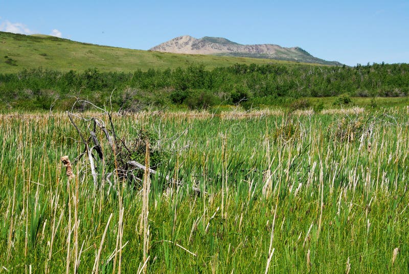 Meadows, forests and mountain royalty free stock images