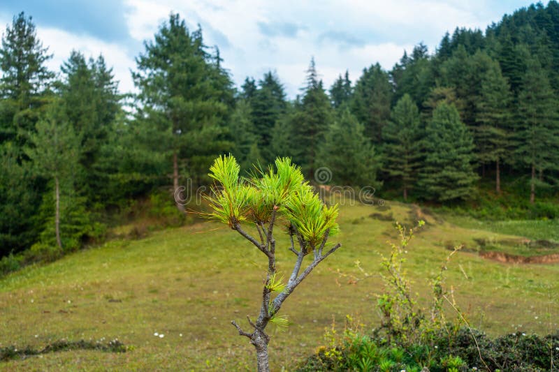 Meadows in the Himalayan Region with Pine and Deodar Cedar Tree Lines