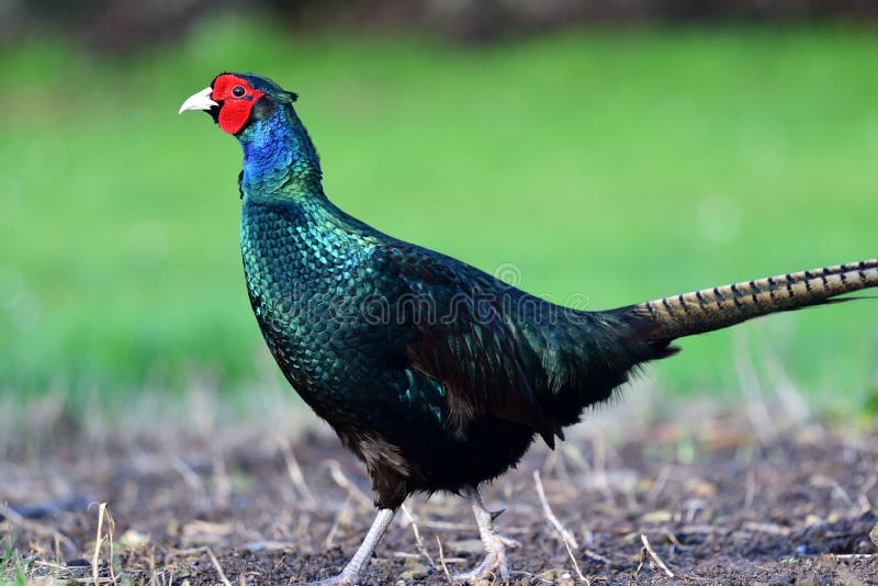 Blue Pheasant Walking through the Garden Stock Photo - Image of