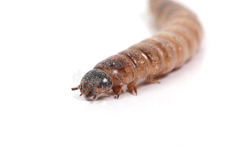 Mealworm stock image. Image of like, caterpillar, mealworm 8280269