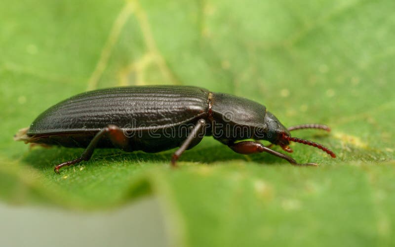 A Mealworm Beetle stock photo. Image of black, animal 49575080
