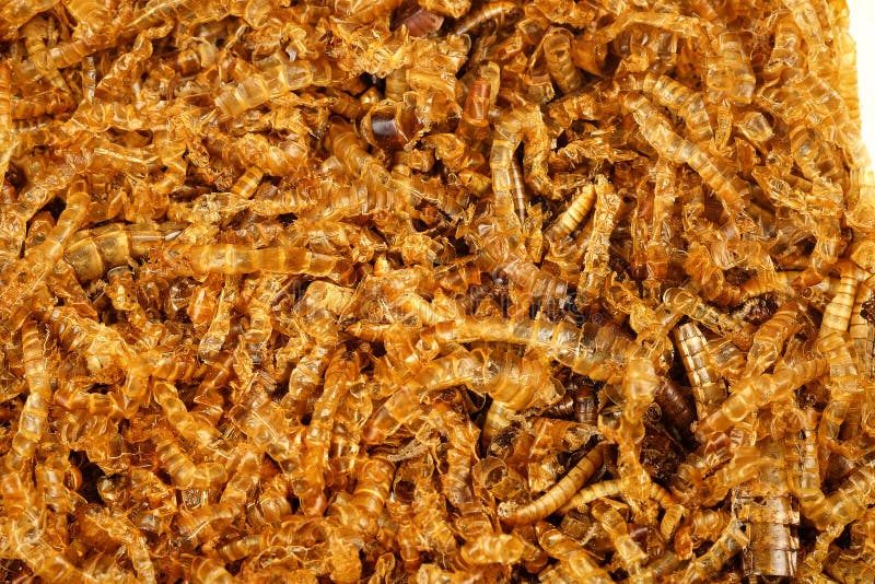 The mealworm dead stock image. Image of live, creepy 66839177