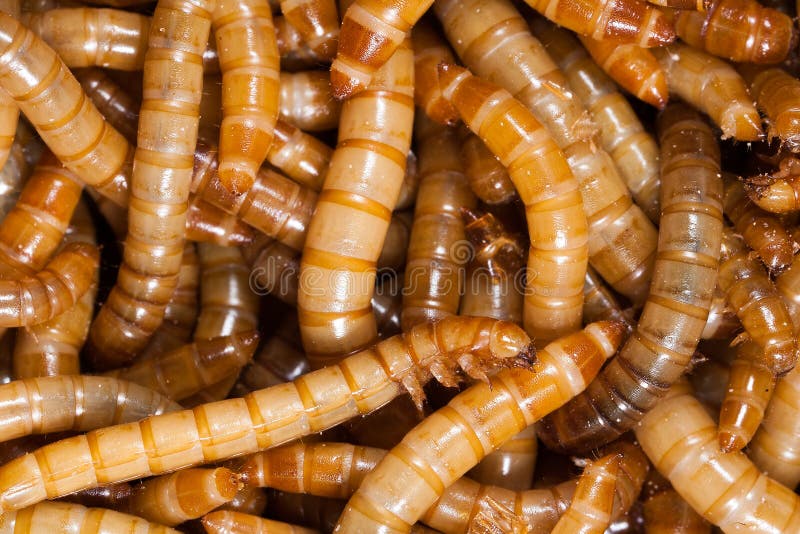 Mealworm In The Beetle Farm Stock Image Image of background, insects