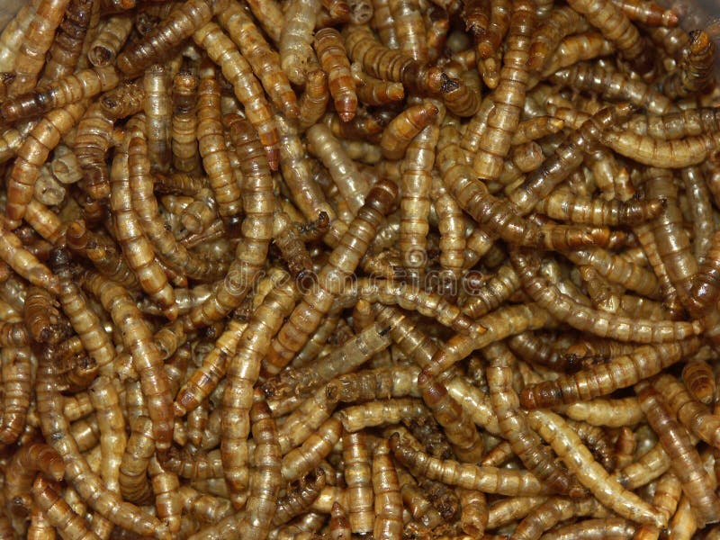 Mealworms stock photo. Image of closeup, brown, grub - 53804538