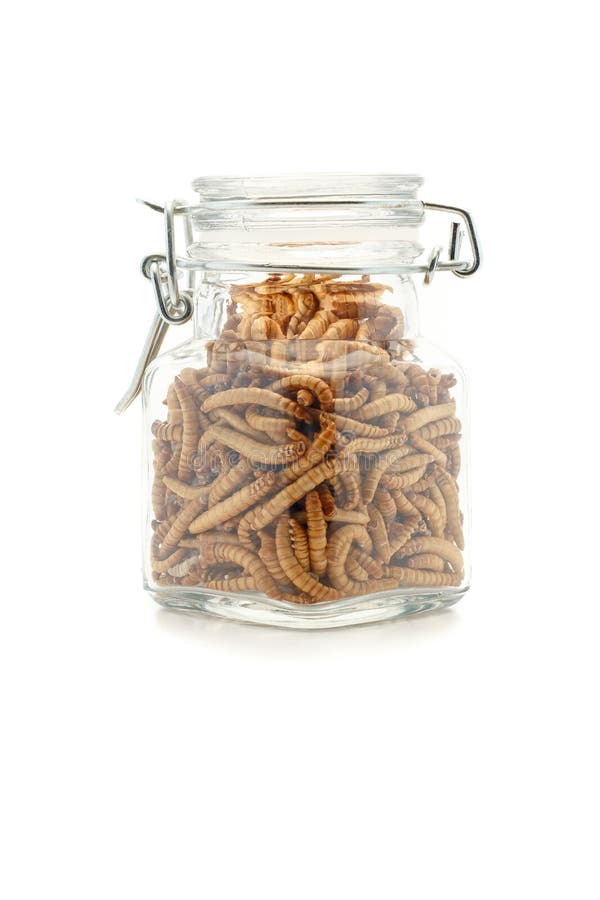 Dried mealworm larva stock image. Image of background 22694757