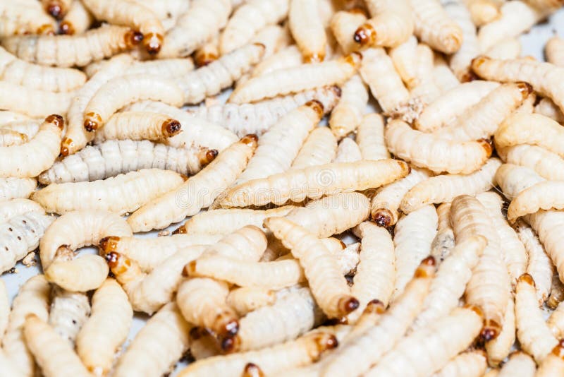 Mealworms stock image. Image of biology, crawling, caterpillar 40180703