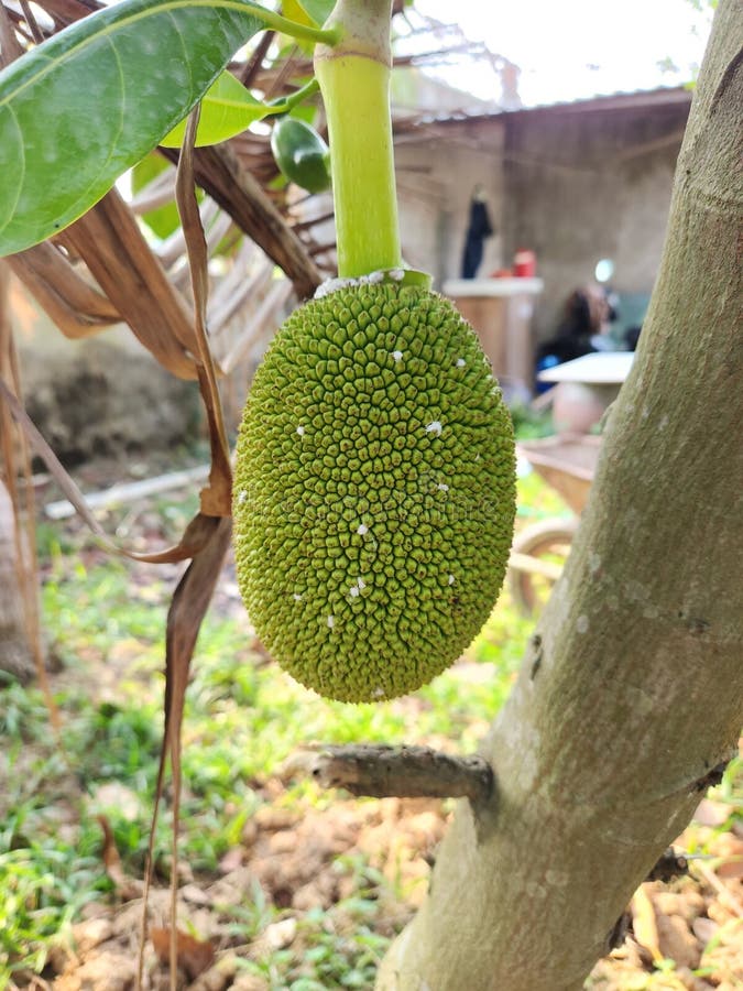 Mealy Bug (Planococcus Lilacinus) Attack on Young Jackfruit Stock Image