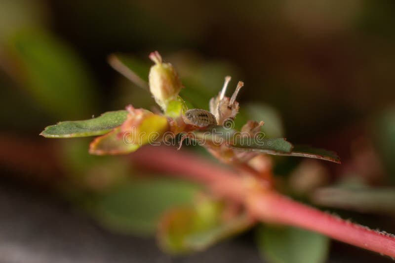 Mealybug of the Family Pseudococcidae on a branch of the plant Red Caustic-Creeper of the species Euphorbia thymifolia. Mealybug of the Family Pseudococcidae on a branch of the plant Red Caustic-Creeper of the species Euphorbia thymifolia