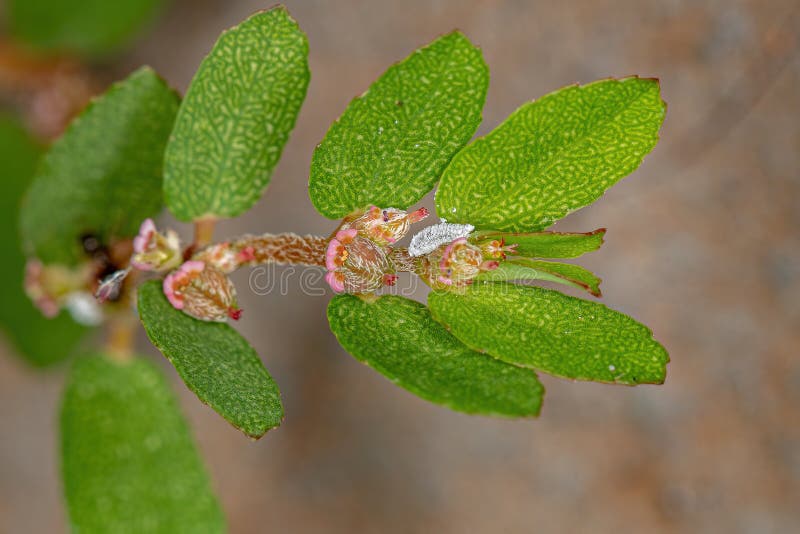 Mealybug of the Family Pseudococcidae on a branch of the plant Red Caustic-Creeper of the species Euphorbia thymifolia. Mealybug of the Family Pseudococcidae on a branch of the plant Red Caustic-Creeper of the species Euphorbia thymifolia