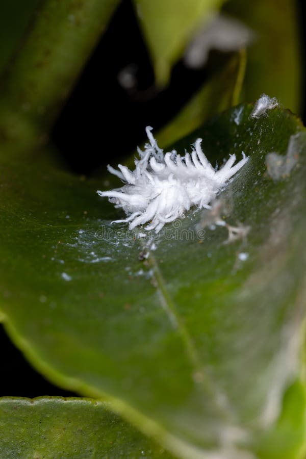 Cotton Mealybug, Phenacoccus Solenopsis Stock Photo Image of east