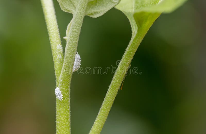 Mealybug Infestation Growth of Plant. Macro of Mealybug. Mealybugs on the Okra Plant. Stock