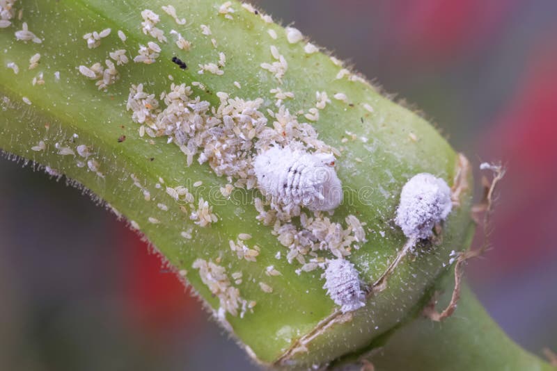 Mealybug Infestation Growth of Plant. Macro of Mealybug. Mealybugs on the Okra Plant. Stock