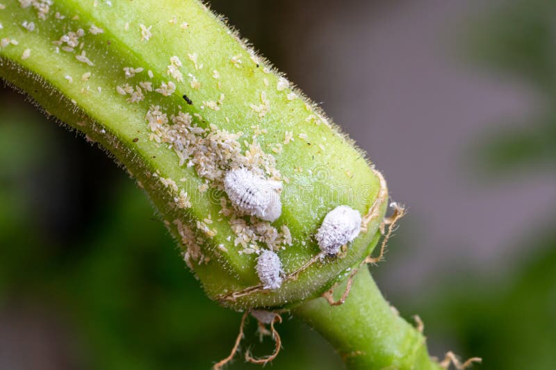Mealybug Infestation Growth of Plant. Macro of Mealybug. Mealybugs on the Okra Plant. Stock