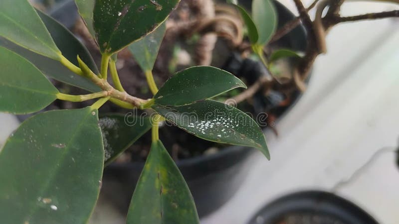 Mealybugs on plant leaves stock video footage