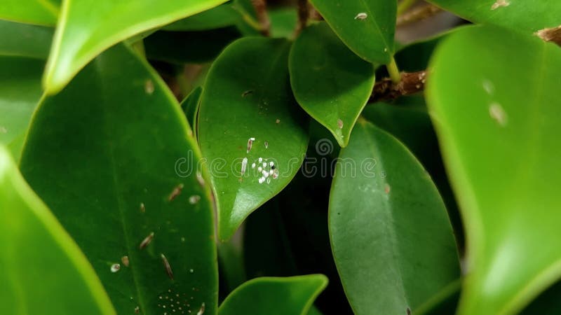 Mealybugs on plant leaves stock video footage