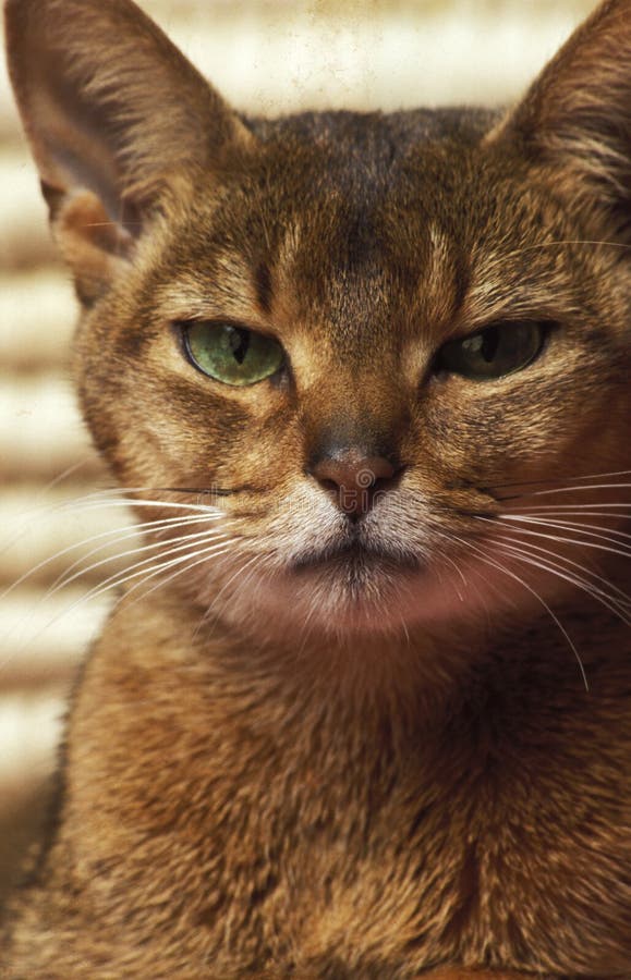 Mean cat stock photo. Image of mean, angry, animal, attitude - 48649828
