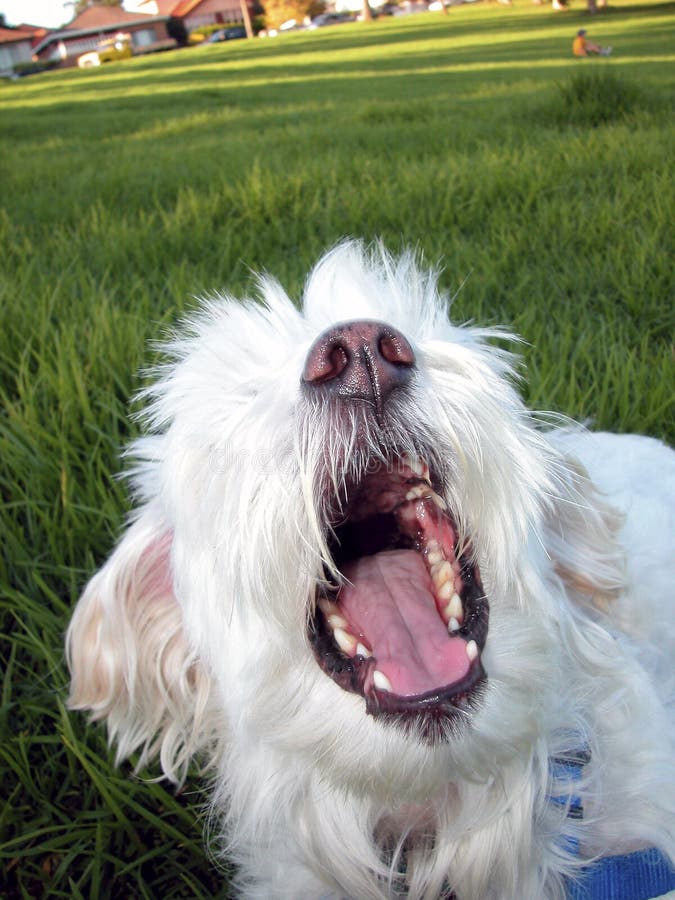 Mean Dog Bite royalty free stock image Mean Dog Bite royalty free stock image