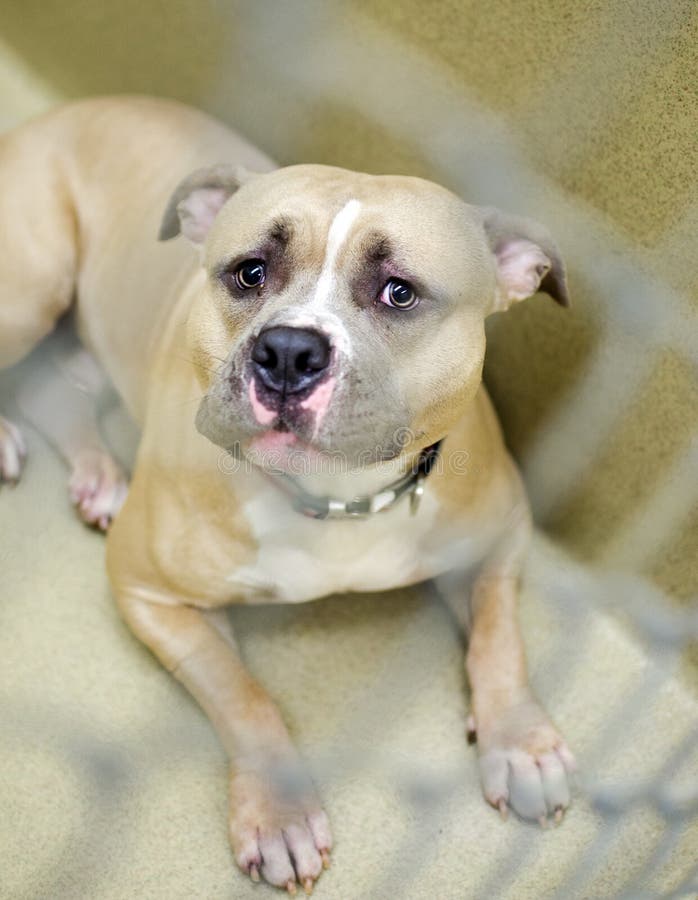 Mean Pit Bull Terrier Dog in Chain Link Dog Pound Kennel Stock Image