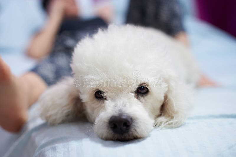 Mean white poodle dog royalty free stock image Mean white poodle dog royalty free stock image