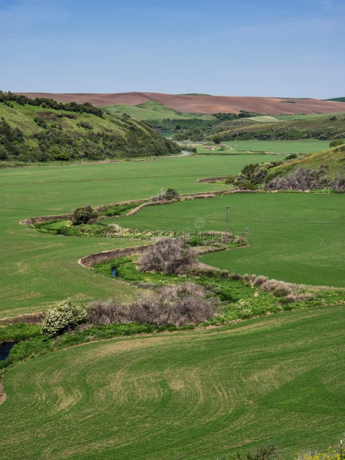 Meandering strumień przez pszenicznych poly w wiośnie obraz stock Meandering strumień przez pszenicznych poly w wiośnie obraz stock