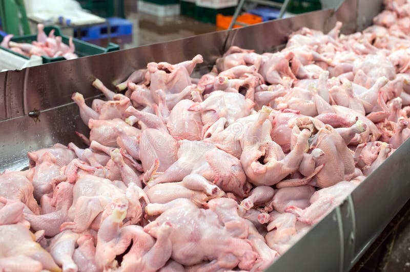 The Meat Factory. Chicken on a Conveyor Belt Stock Image Image of