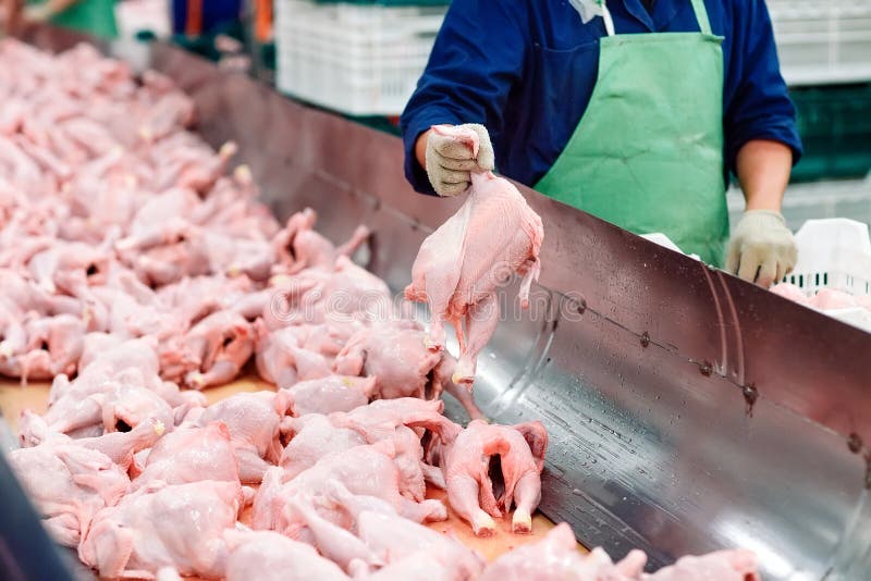 The Meat Factory. Chicken on a Conveyor Belt Stock Photo Image of