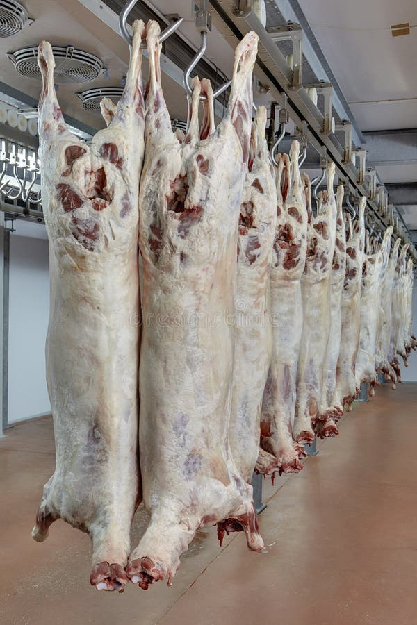 Meat industry stock photo. Image of ugliness, spooky 69807130