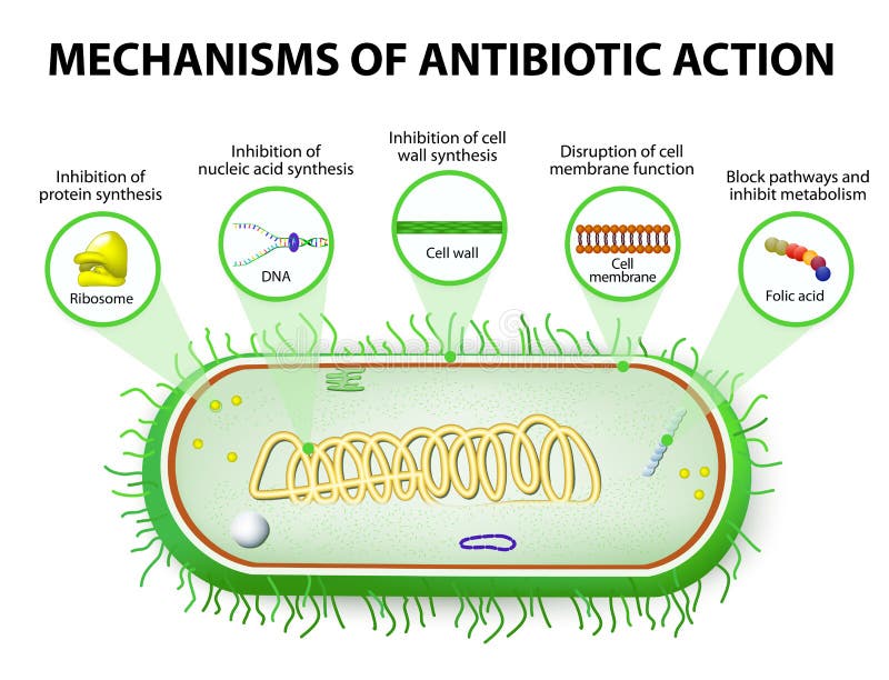 Mecanismos de Ação de Antimicrobianos ilustração stock