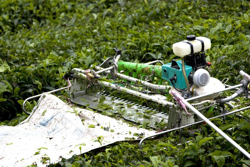 Mechanised Tea Leaf Harvester Stock Image Image of green, healthy