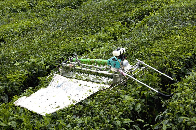 Mechanised Tea Leaf Harvester Stock Image Image of tropical, healthy