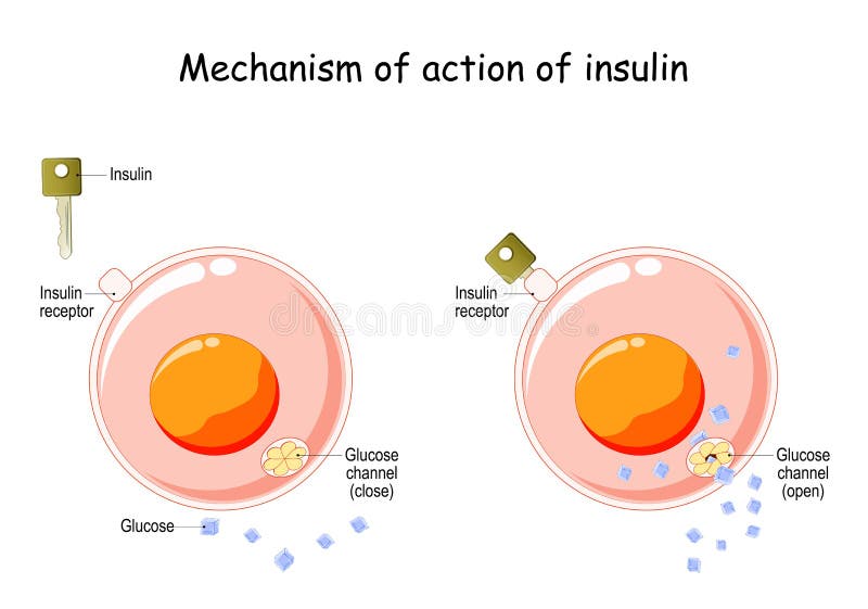 How does insulin work stock vector illustration of bloodstream 53658855