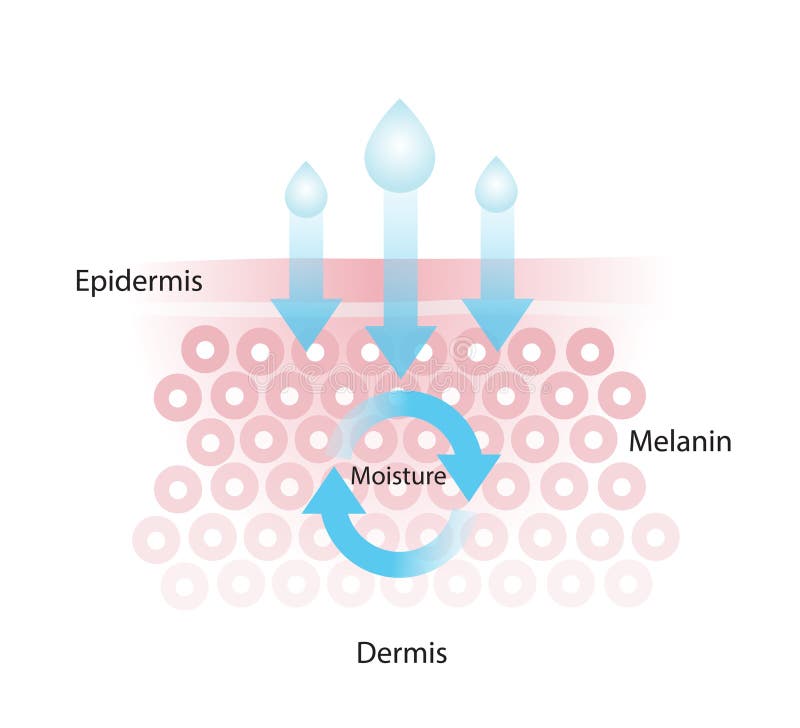 Absorb Moisture Line Icon. Vector Illustration of Layers and Three Drops  Stock Vector - Illustration of pictogram, absorption: 241931383