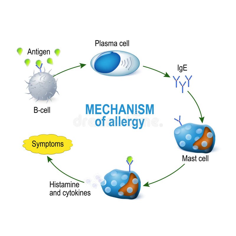 Mechanisme van allergie Mastcellen en allergische reactie